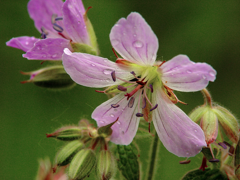 Image of Geranium sylvaticum specimen.