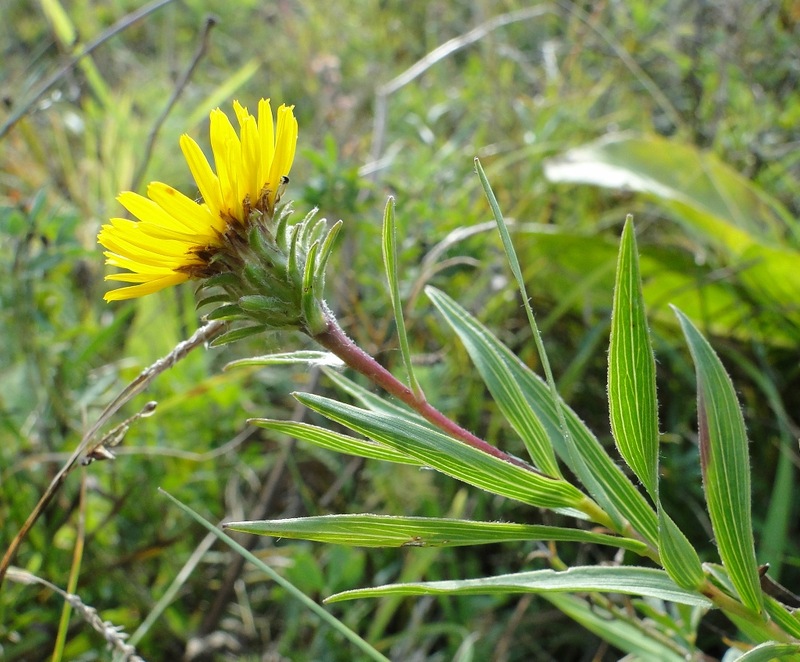 Изображение особи Inula ensifolia.