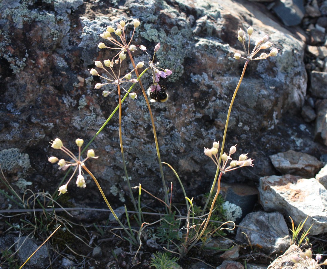 Image of Allium rubens specimen.