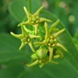 View full-size image Vincetoxicum flavum