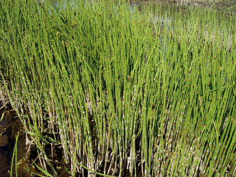 Image of Equisetum fluviatile specimen.