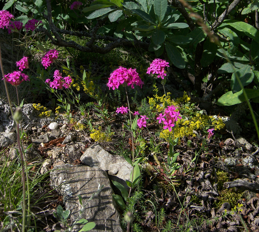 Изображение особи Silene compacta.