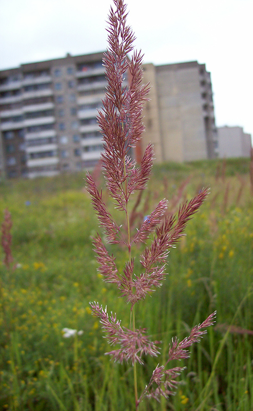 Image of Calamagrostis epigeios specimen.