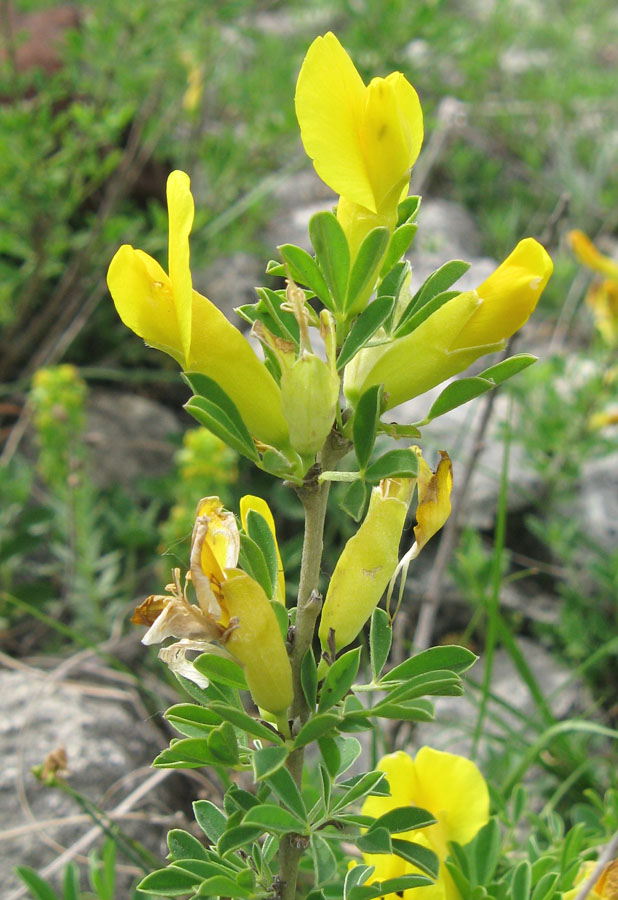 Изображение особи Chamaecytisus ruthenicus.