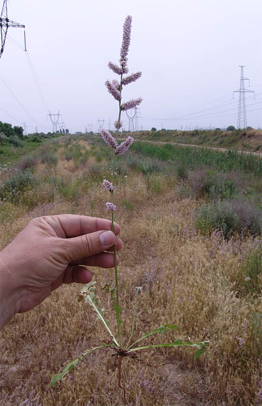 Image of Psylliostachys spicata specimen.