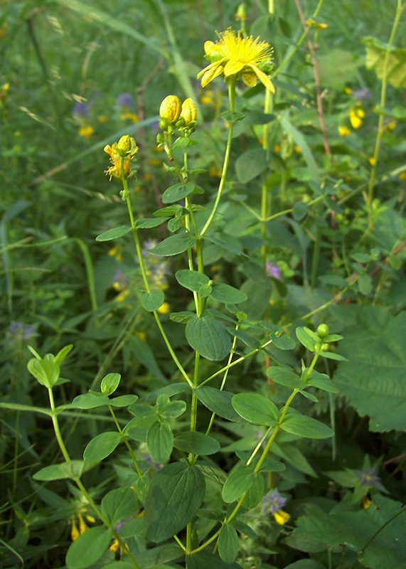 Image of Hypericum maculatum specimen.