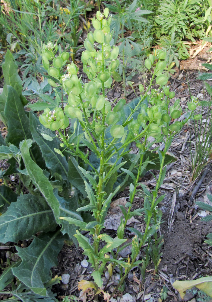 Image of Thlaspi arvense specimen.