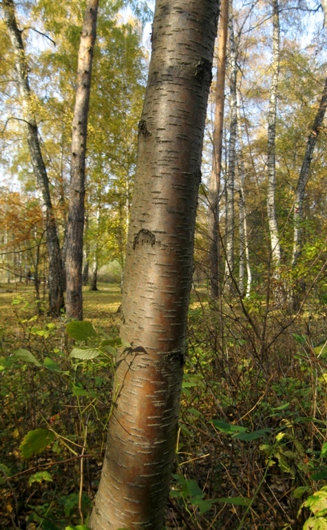 Изображение особи род Betula.