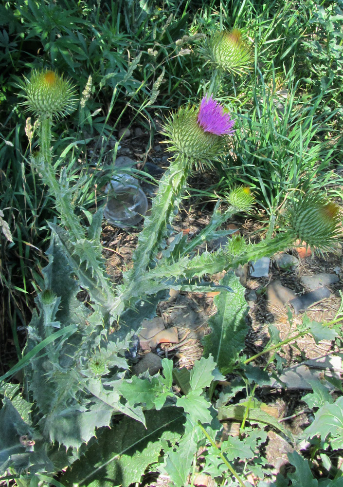 Image of Onopordum acanthium specimen.