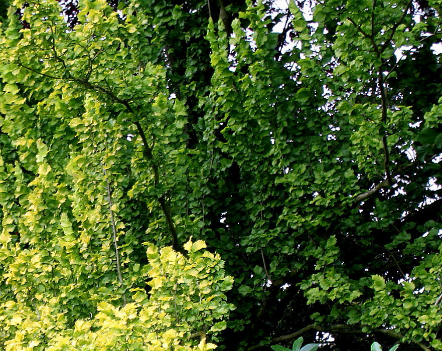 Image of Ulmus minor specimen.