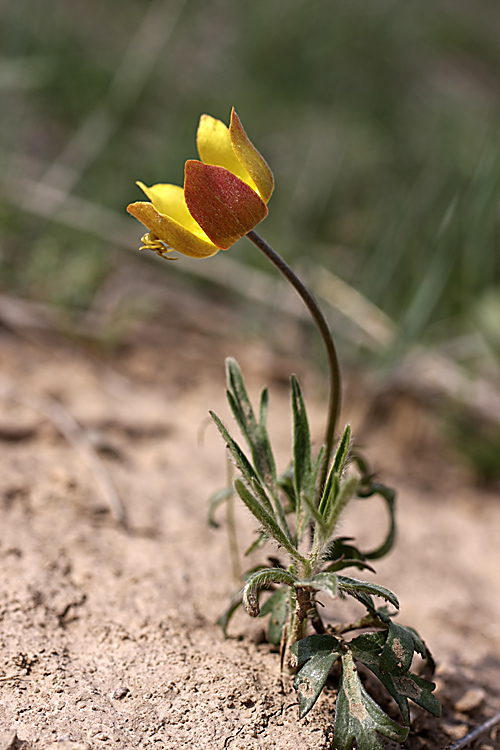 Image of Anemone gortschakowii specimen.