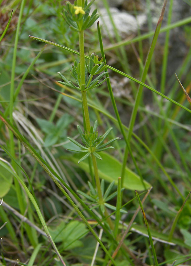 Image of Galium anfractum specimen.