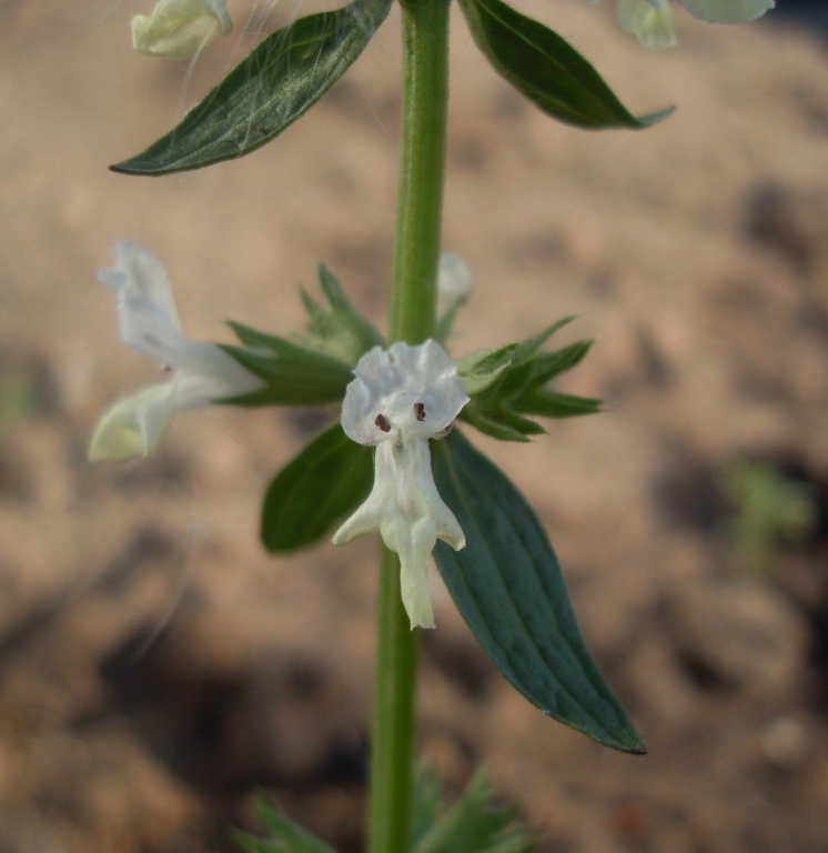 Image of Stachys annua specimen.