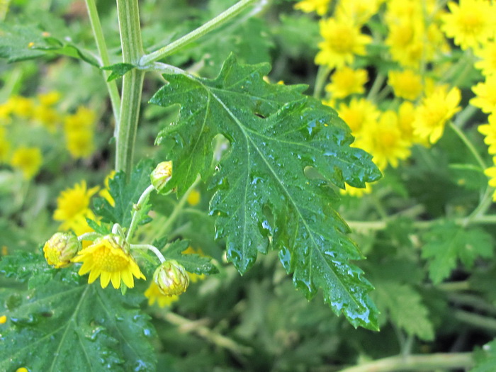 Image of Chrysanthemum indicum specimen.