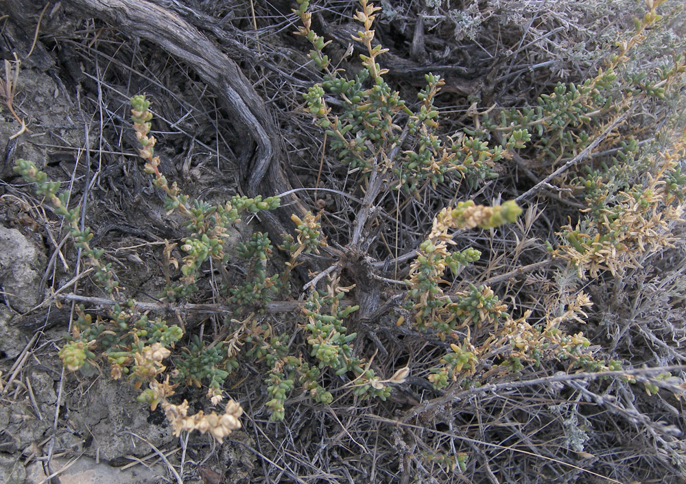 Image of Salsola ericoides specimen.