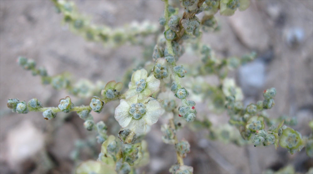 Изображение особи семейство Chenopodiaceae.