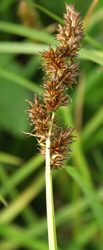 Image of Carex vulpina specimen.