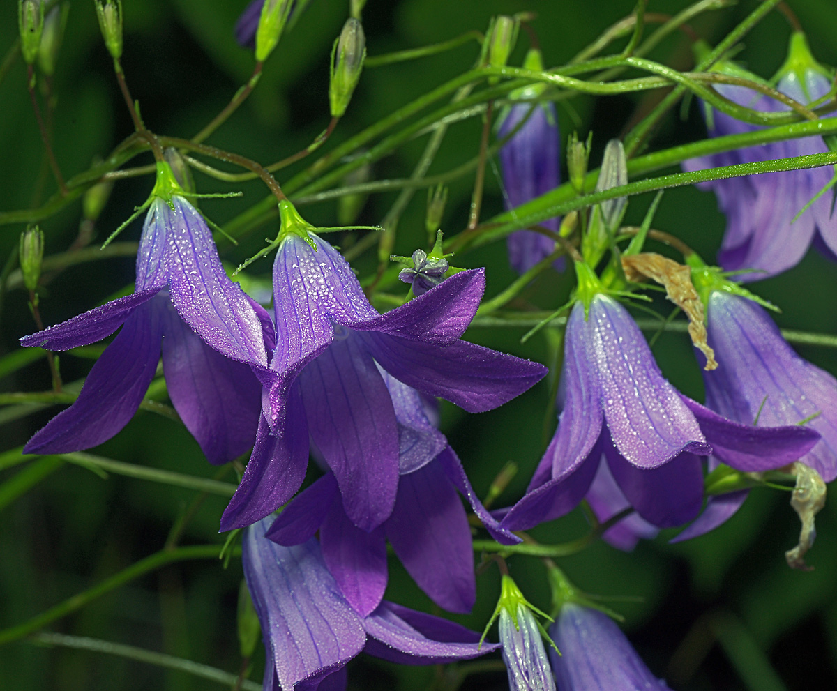 Image of Campanula patula specimen.