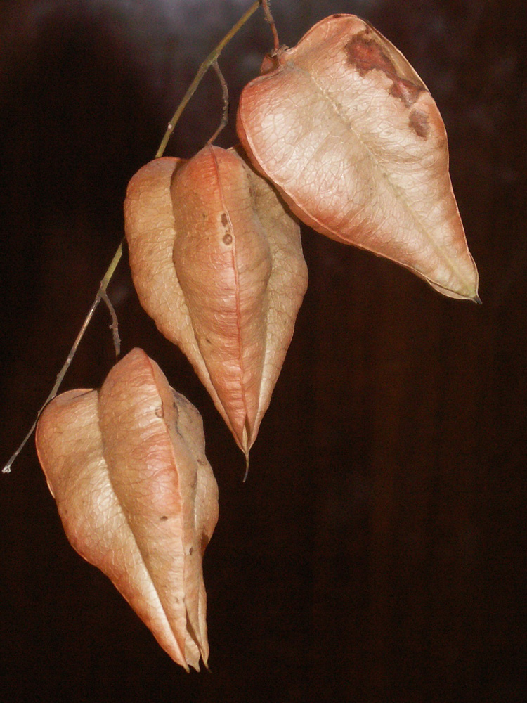 Image of Koelreuteria paniculata specimen.