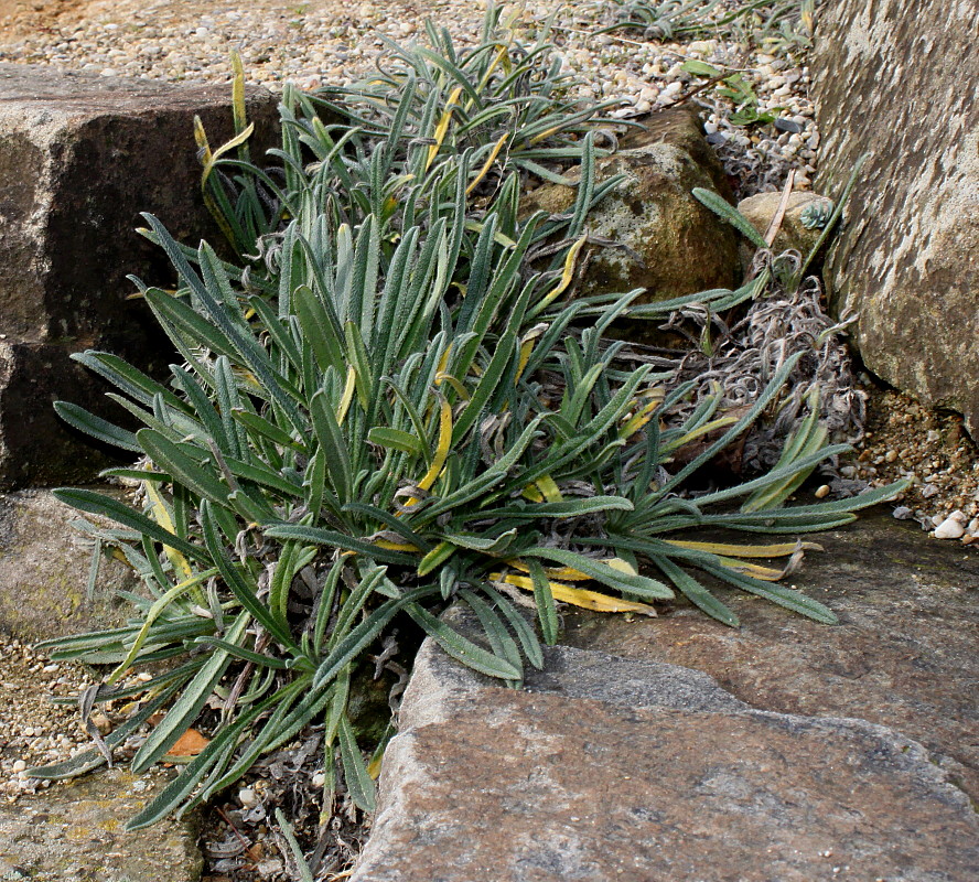 Изображение особи Onosma stellulatum.