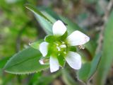 Holosteum umbellatum. Цветок. Украина, г. Запорожье, о-в Хортица, песчаный участок в центральной части острова. 16.03.2013.