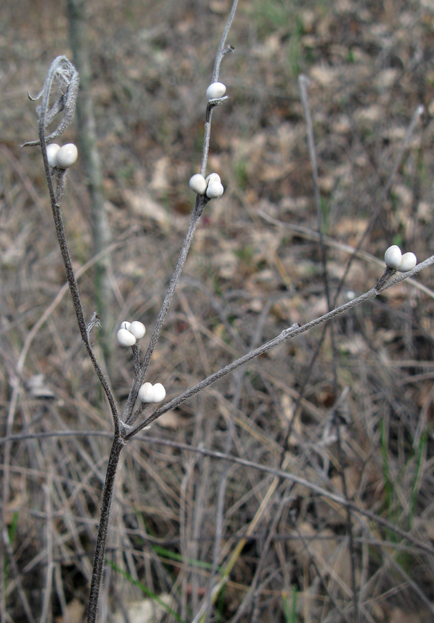 Image of Aegonychon purpureocaeruleum specimen.