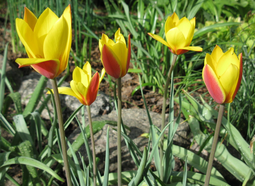 Image of Tulipa clusiana var. chrysantha specimen.