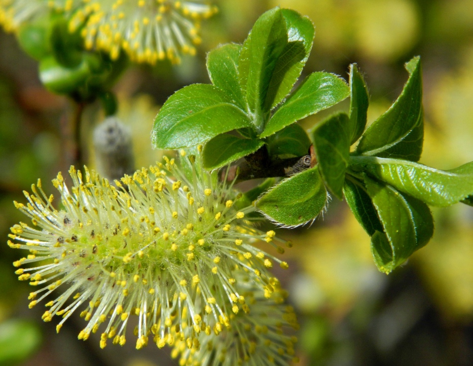 Изображение особи Salix hexandra.