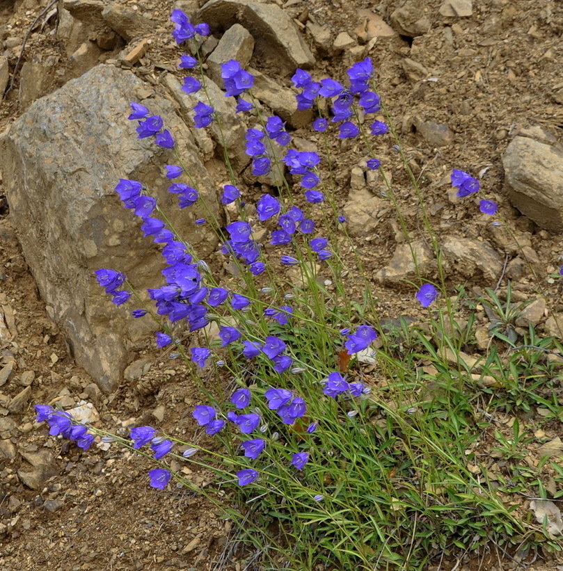 Изображение особи Campanula persicifolia.