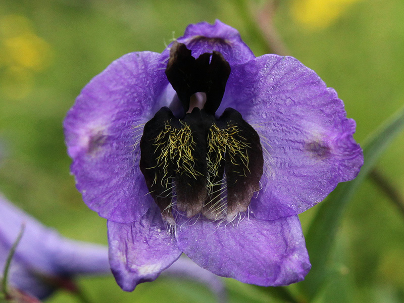 Image of Delphinium dasycarpum specimen.