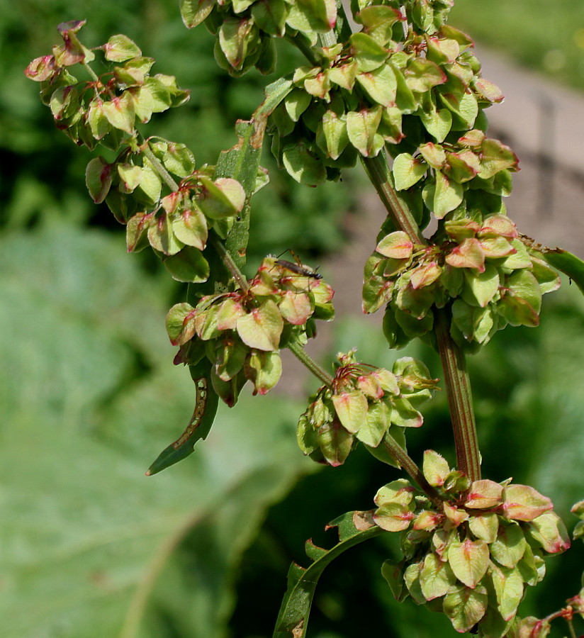 Image of Rumex &times; heterophyllus specimen.