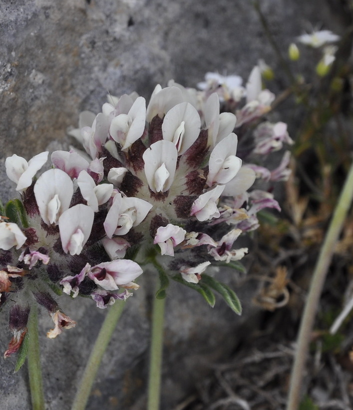 Image of Anthyllis vulneraria ssp. pulchella specimen.