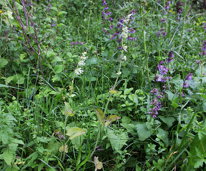 Изображение особи Salvia verticillata.