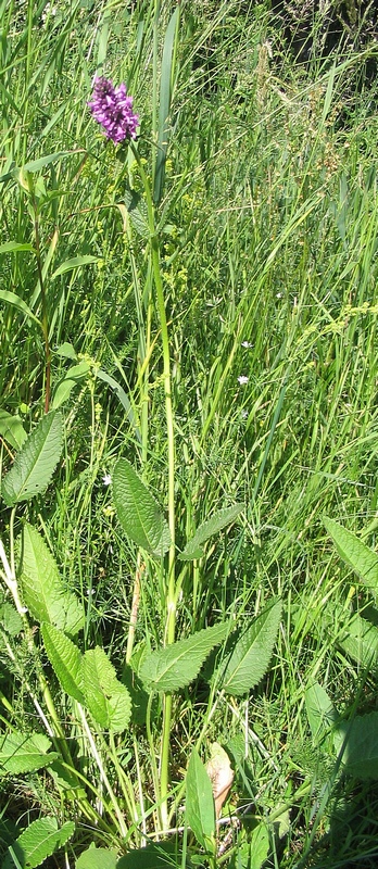 Image of Betonica officinalis specimen.