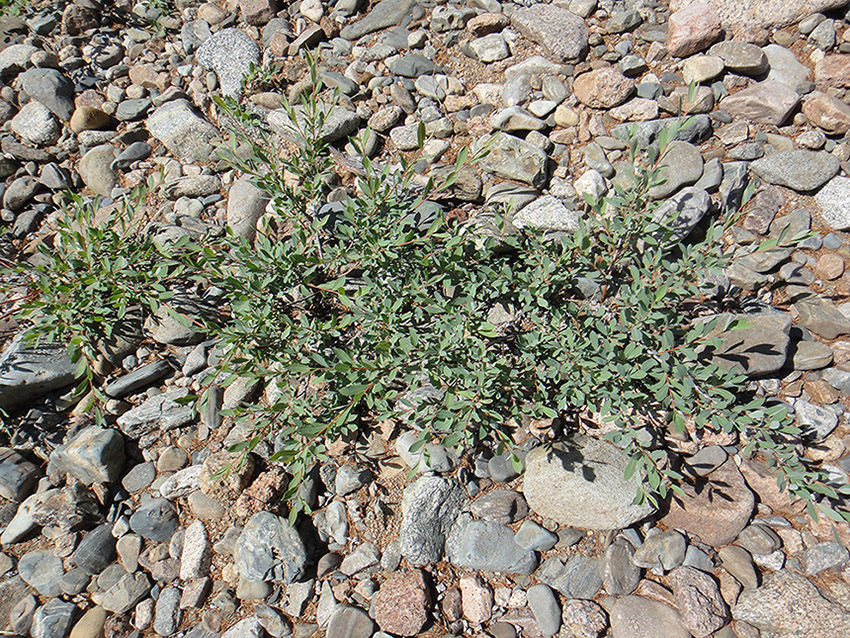 Изображение особи Chosenia arbutifolia.