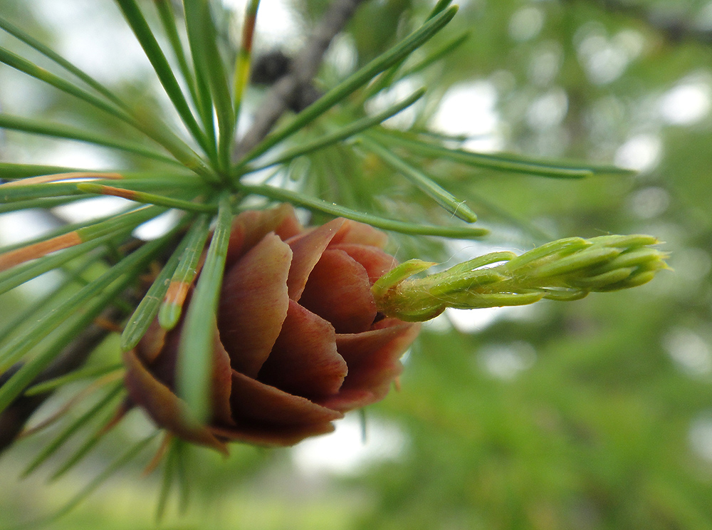 Image of Larix gmelinii specimen.