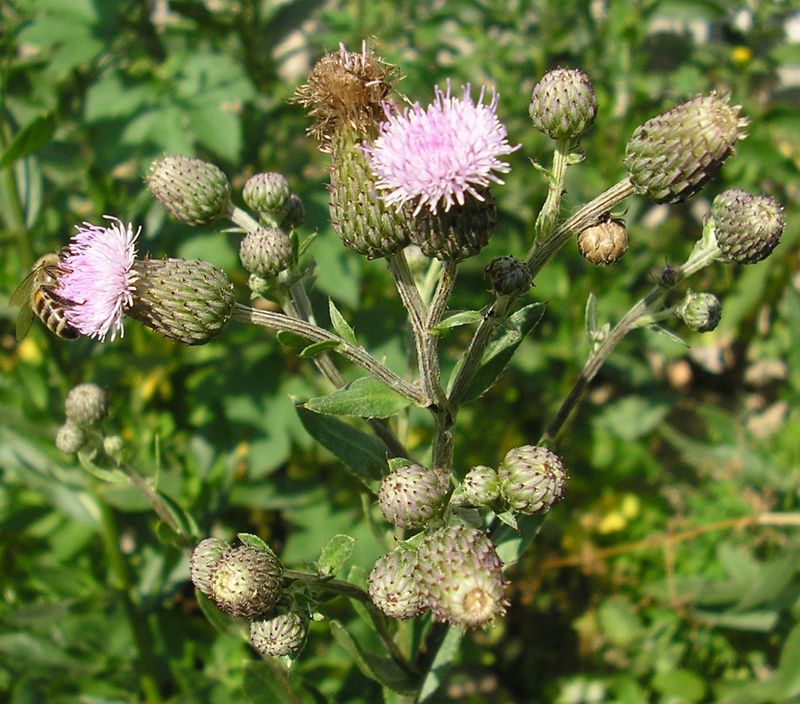 Image of Cirsium setosum specimen.