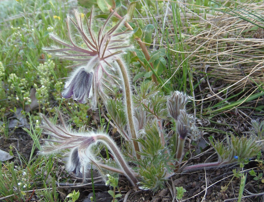 Image of Pulsatilla bohemica specimen.