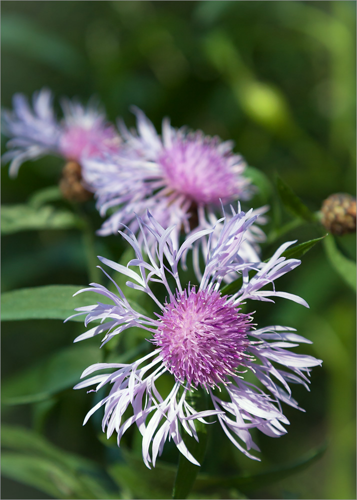 Изображение особи Centaurea jacea.