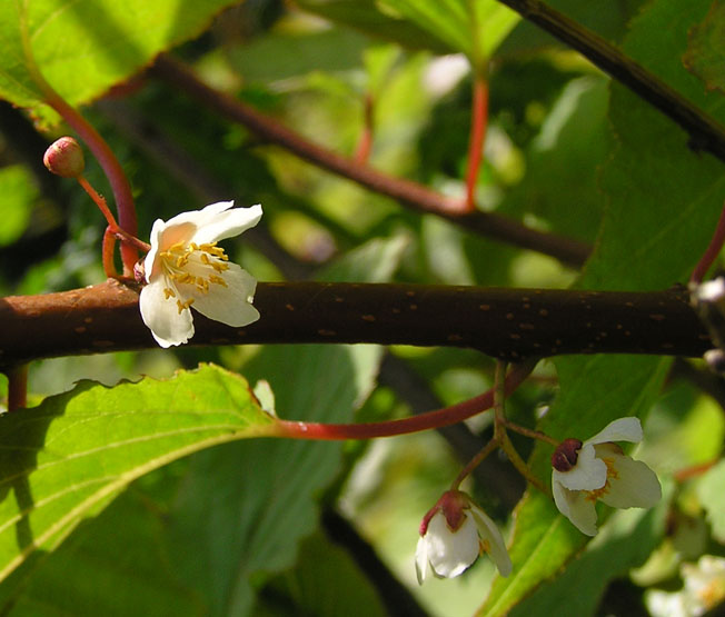 Изображение особи Actinidia kolomikta.