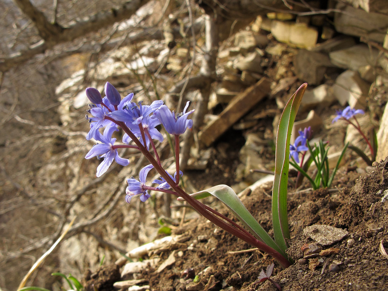 Image of Scilla bifolia specimen.