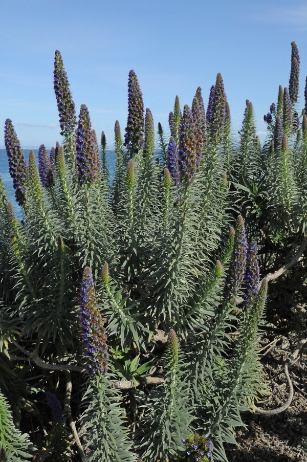 Image of Echium candicans specimen.