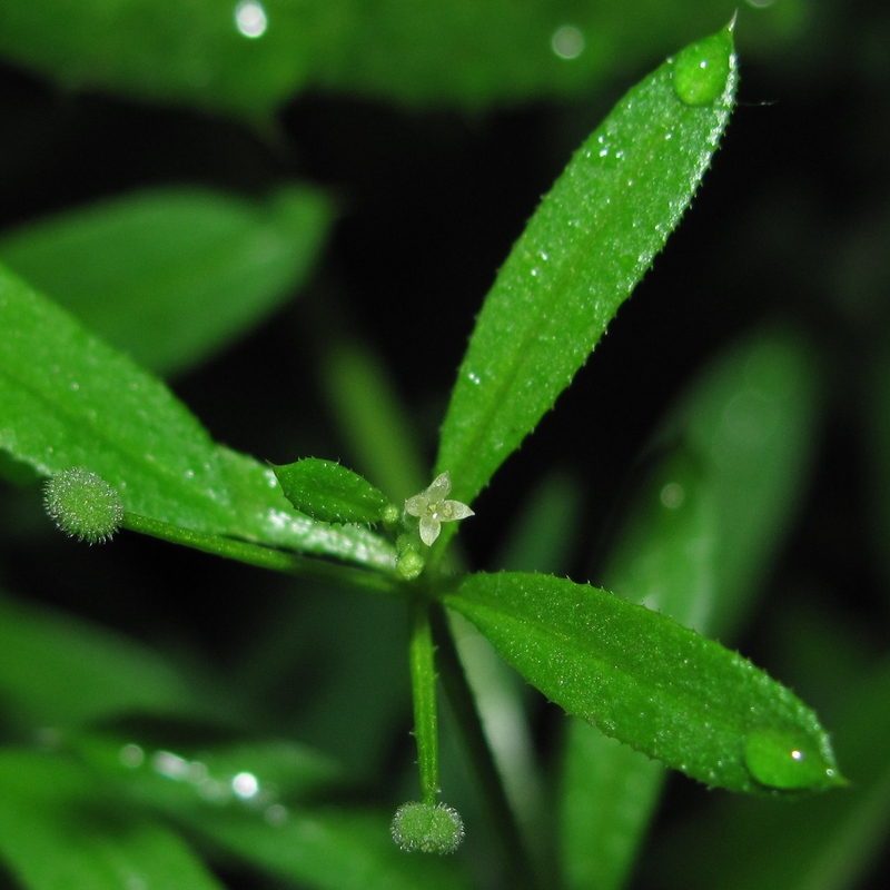 Image of Galium vaillantii specimen.