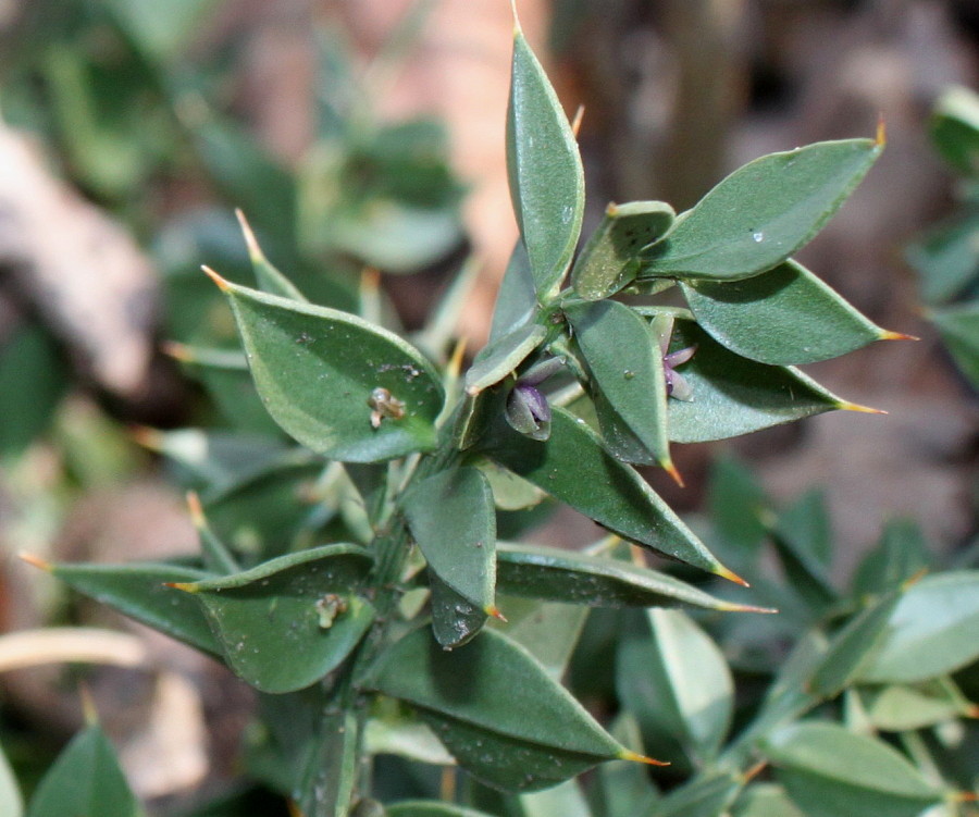 Изображение особи Ruscus aculeatus.