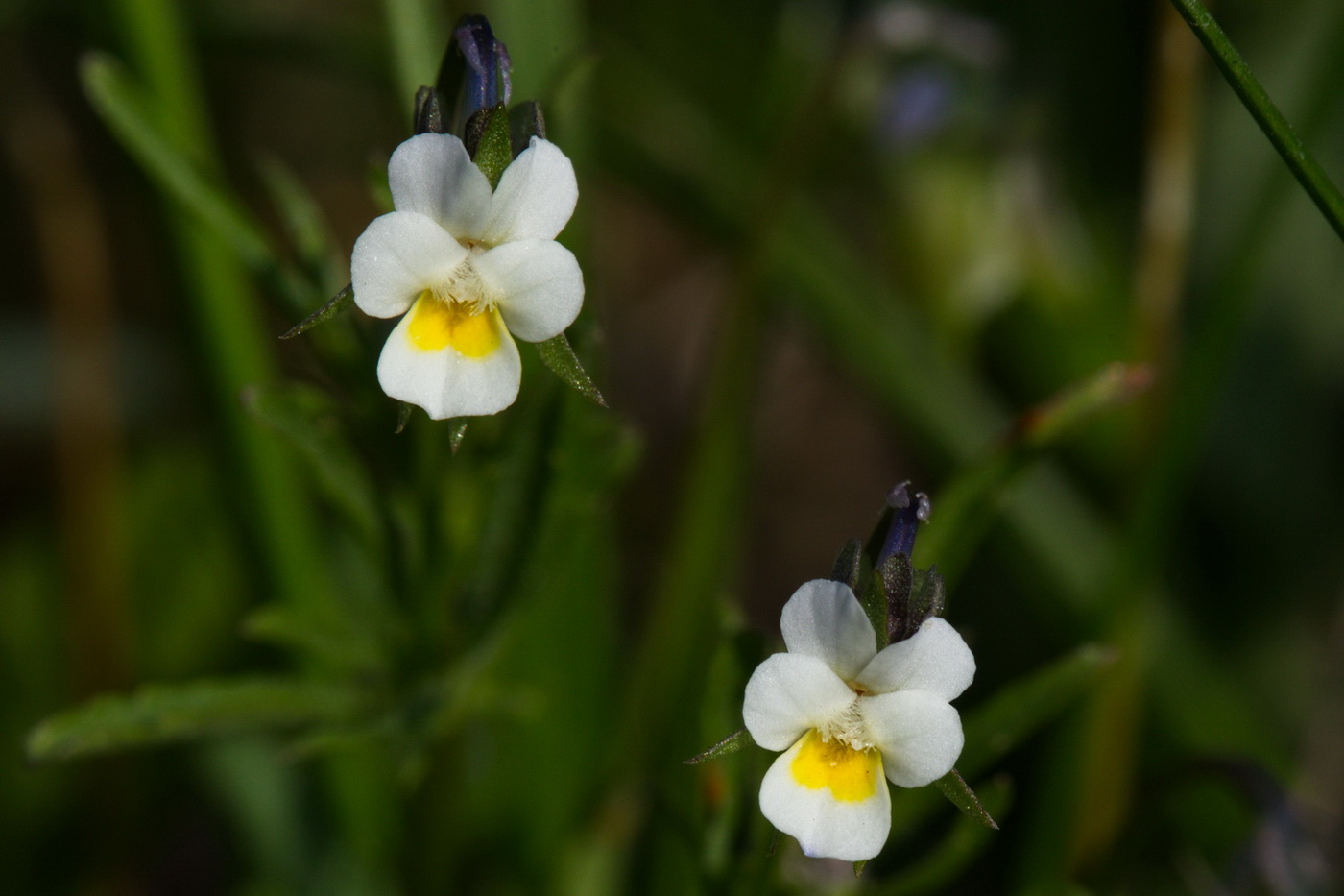 Image of Viola arvensis specimen.