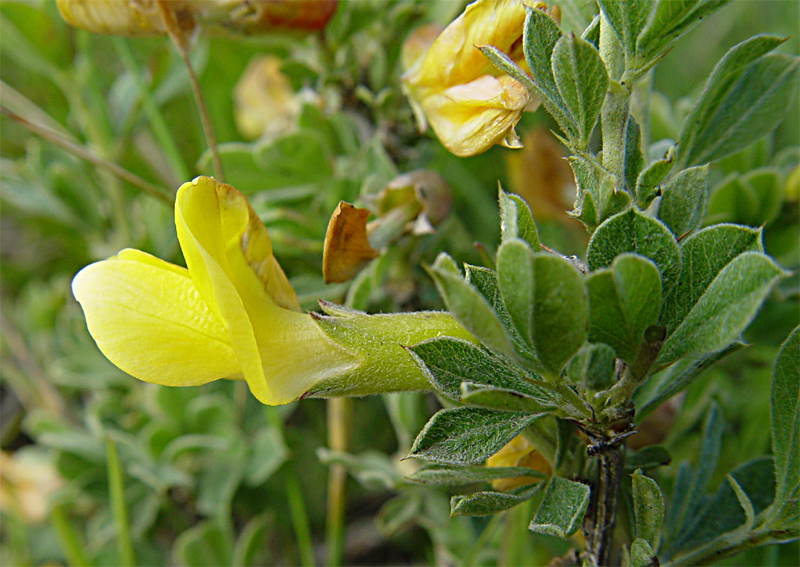 Image of Caragana mollis specimen.