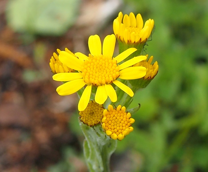 Изображение особи Tephroseris integrifolia.