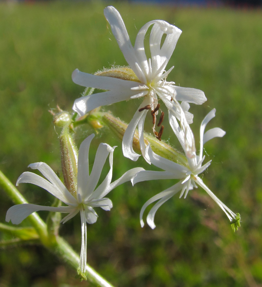 Image of Silene nutans specimen.