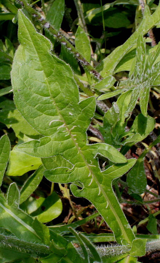 Image of Knautia arvensis specimen.