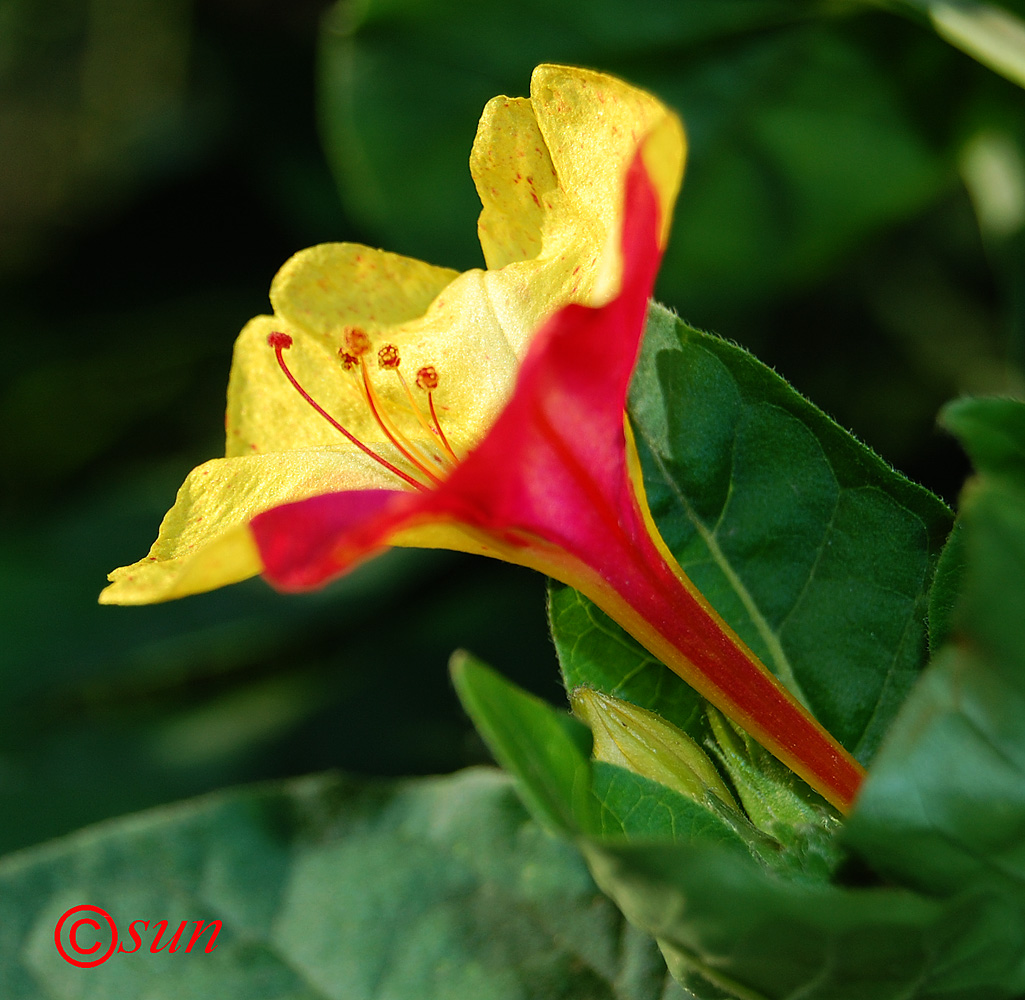 Image of Mirabilis jalapa specimen.